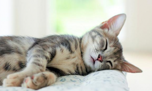 为什么猫咪不能睡太熟