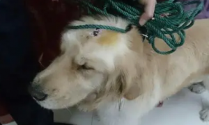为什么狗狗头上有疤印
