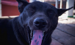 为什么狗狗的舌头会有黑点