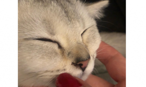 猫咪鼻子为什么会有粘液呢