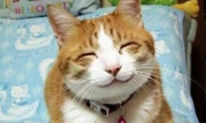 猫能微笑吗