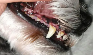 狗狗牙龈黑黑的是什么