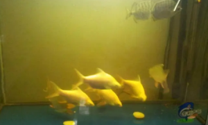 观赏鱼缸水黄怎么办