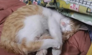 猫咪为什么老抓尾巴睡觉呢