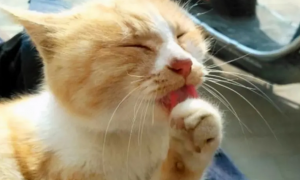 猫咪舌头舔爪子是为什么呢