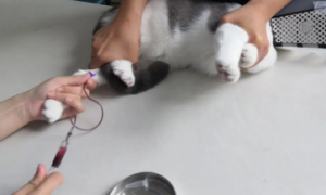猫咪为什么要检测抗体值呢
