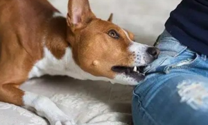 为什么狗狗总是咬衣服