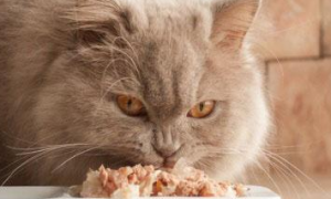 为什么猫吃东西那么慢
