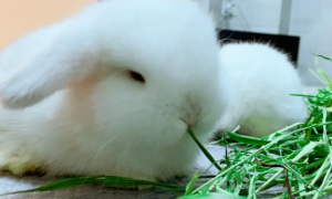 垂耳兔幼兔吃什么草