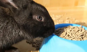 兔子能长期喂兔粮吗