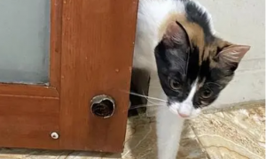 为什么猫咪要蹲在厕所门口
