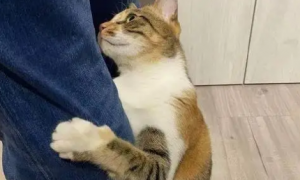 为什么猫咪喜欢坐人大腿