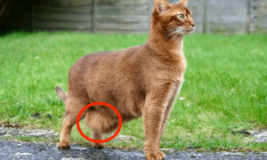 猫咪为什么后腿站不直