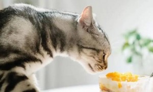 为什么猫咪感受不到甜味呢