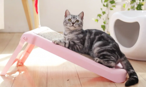 猫咪猫抓板有什么用