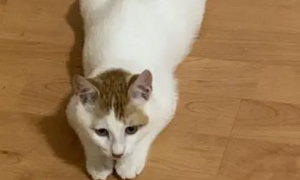 猫咪为什么要趴着走
