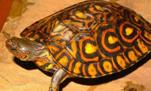 油彩木纹龟为什么没人养