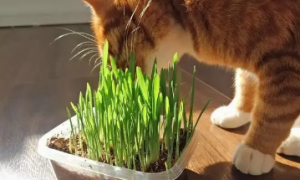 猫草有什么功效