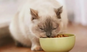 猫咪吃饱了为什么会哭叫个不停