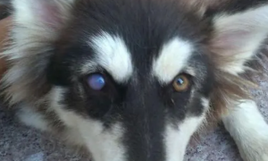 狗狗眼睛像蒙了白色