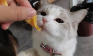 猫能玩菠萝蜜核吗