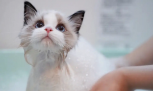 猫咪为什么不能用精油洗澡
