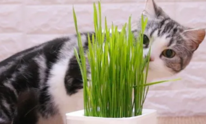 猫草为什么吸引猫