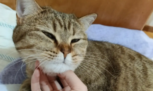 猫咪睡醒为什么会咬人呢