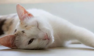 为什么猫咪揉眼睛睡觉呢