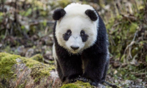 中国现在还有多少只大熊猫