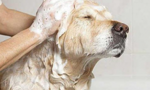 为什么狗狗会陪你洗澡睡觉