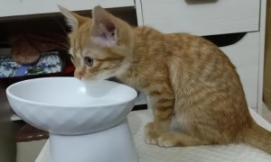 为什么猫咪爱喝豆油