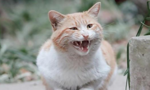猫咪声音变得沙哑是为什么