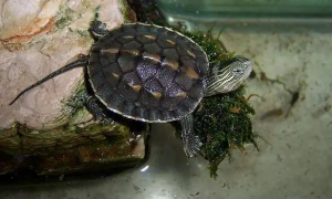 花面龟是深水龟吗