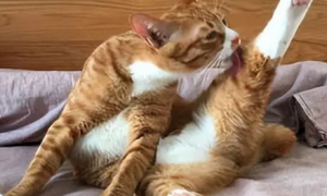 猫咪为什么老是咬自己