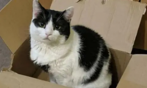 猫咪为什么需要纸箱喂食呢