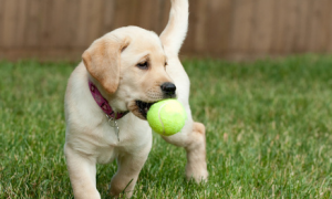 狗狗为什么喜欢球球
