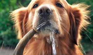 狗狗非常喜欢喝水