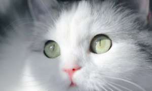 猫咪的瞳孔会有分叉是为什么