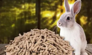 兔子只喂兔粮会怎么样