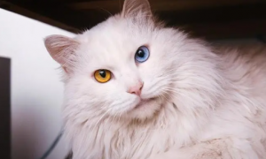 猫咪为什么会有夜光眼症状呢
