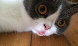 猫咪为什么总咬下嘴唇呢