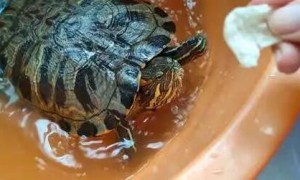 乌龟能不能吃馒头渣