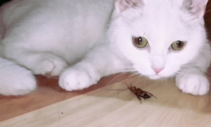 为什么猫咪不怕蟑螂