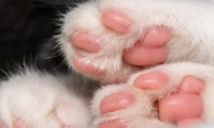 猫咪脚趾为什么有6个