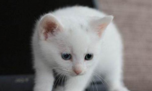 白猫一般人养不了