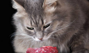 猫咪吃肉时生气怎么回事