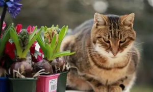 什么植物猫不喜欢闻