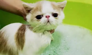 宠物猫要经常洗澡吗