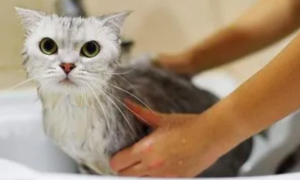 为什么猫咪会讨厌洗澡呢